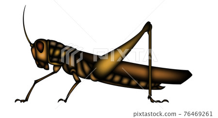 Locust Locust 76469261