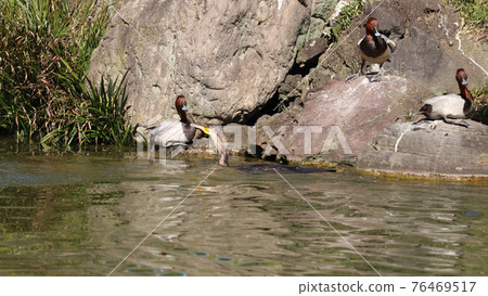 A great cormorant swimming in a pond to prey A great cormorant swimming in a pond to prey 76469517