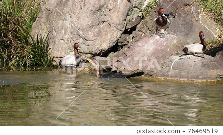 A great cormorant swimming in a pond to prey A great cormorant swimming in a pond to prey 76469519