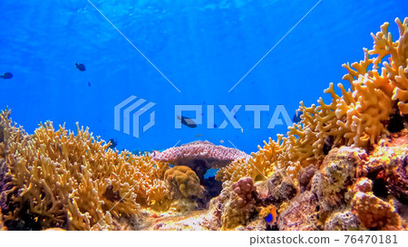 Underwater photograph of Okinawa Tokashikijima 76470181