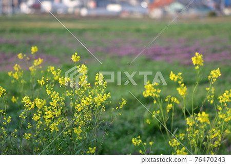 Spring-like scenery of rape blossoms blooming beautifully Spring-like scenery of rape blossoms blooming beautifully 76470243