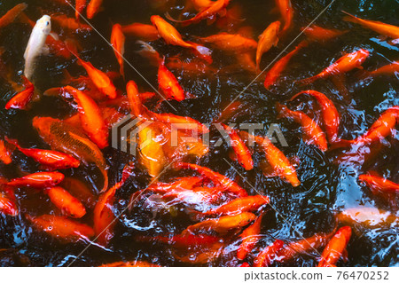 A flock of Japanese red carps in the pond. Fish for interior decoration 76470252