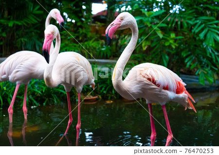 Flock of pink flamingos in the zoo pond Flock of pink flamingos in the zoo pond 76470253