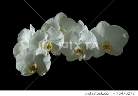 White orchid flowers isolated on black background. White orchid flowers isolated on black background. 76470278