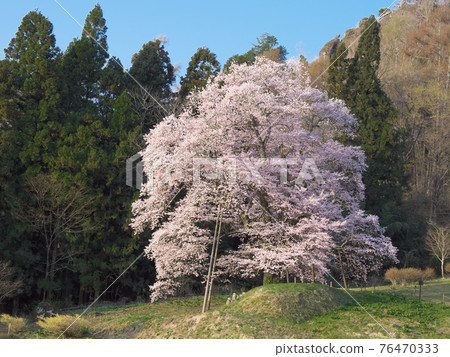 一棵櫻花樹 - 秋山沒有古箏櫻桃樹 一棵櫻花樹 - 秋山沒有古箏櫻桃樹 76470333