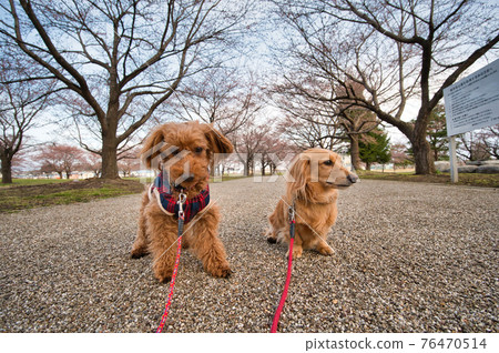 Toy poodle and miniature dachshund sitting in the park before the cherry blossoms bloom Toy poodle and miniature dachshund sitting in the park before the cherry blossoms bloom 76470514