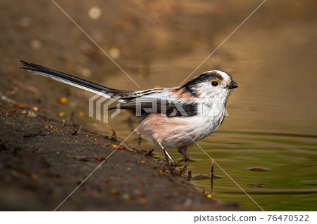 Long-tailed tit sitting on riverbank in spring nature Long-tailed tit sitting on riverbank in spring nature 76470522