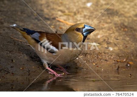 Hawfinch standing on riverbank in springtime nature Hawfinch standing on riverbank in springtime nature 76470524