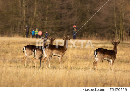 Fallow deer looking to the people in background in spring Fallow deer looking to the people in background in spring 76470529