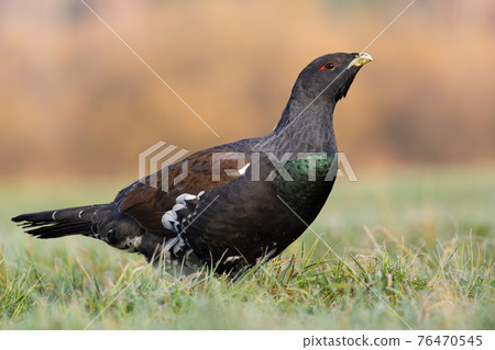 Western capercaillie standing on grassland in spring 76470545