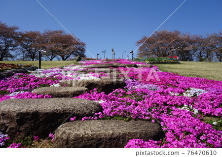 四月上旬在富士盛開的山丘上 76470610