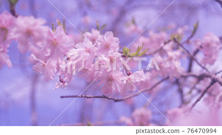 我在千葉茂原公園遇見了美麗的重瓣櫻花！ 76470994