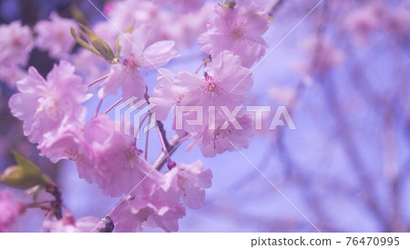 我在千葉茂原公園遇見了美麗的重瓣櫻花！ 76470995