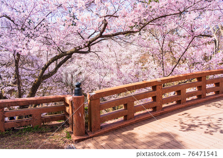 (長野縣)高遠城跡公園、櫻雲橋、櫻花盛開 (長野縣)高遠城跡公園、櫻雲橋、櫻花盛開 76471541