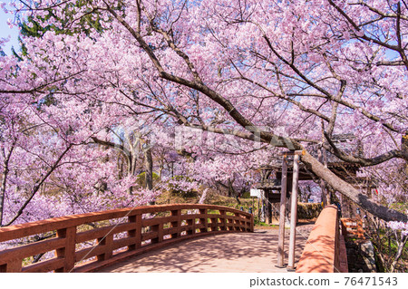 （長野縣）高遠城跡公園、櫻雲橋、櫻花盛開 76471543