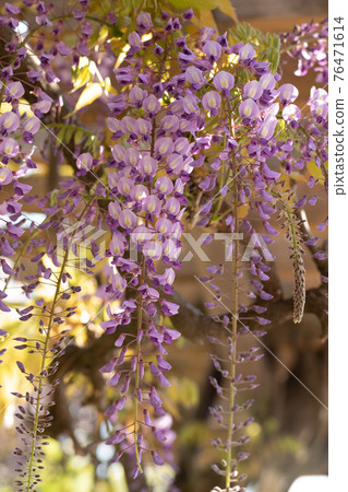 一朵迷人的紫藤花垂下 76471614