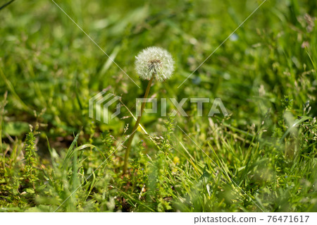 Dandelion fluff blooming on the riverside 76471617