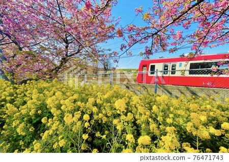 Miura Coast Kawazu Sakura 76471743