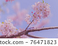 淺草的櫻花 76471823