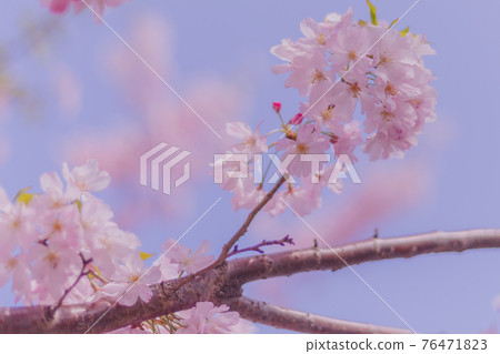 淺草的櫻花 76471823