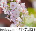 淺草寺的櫻花 76471824