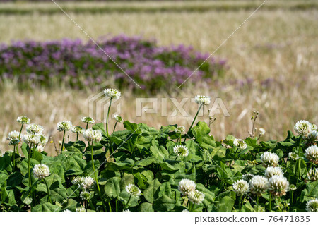 農村 春天到來 76471835