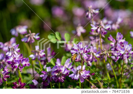 農村 春天到來 76471836