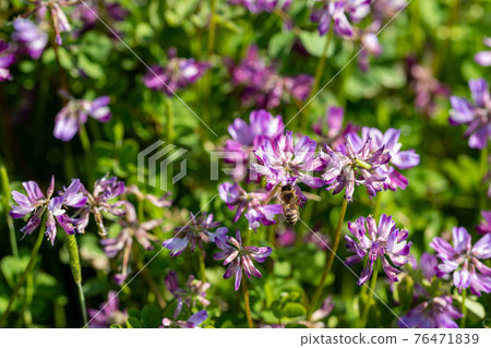 Rural area Spring arrival 76471839