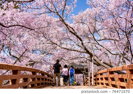 (Nagano Prefecture) Takato Castle Ruins Park, Sakuraunbashi, cherry blossoms in full bloom 76471870