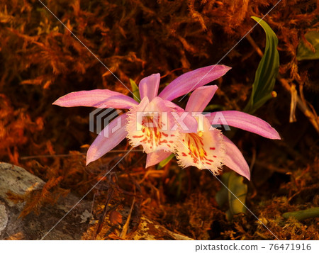Beida Wu Yilan orchid Beida Wu Yilan orchid 76471916