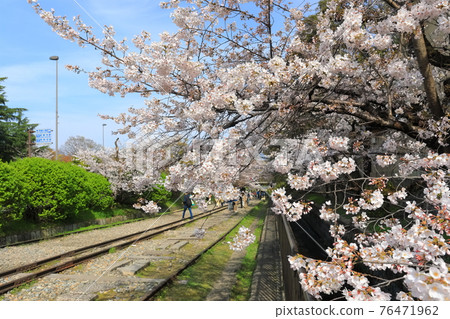 [Kyoto] Keage Incline under sunny weather and cherry blossoms in full bloom 76471962