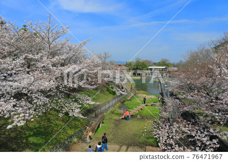 【京都】晴天下盛開的琵琶湖運河 76471967