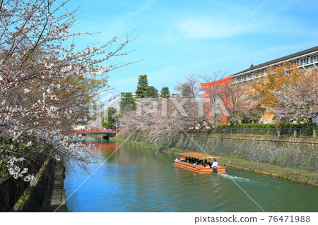 【京都府】晴天下的岡崎櫻花走廊和京都市立美術館 76471988