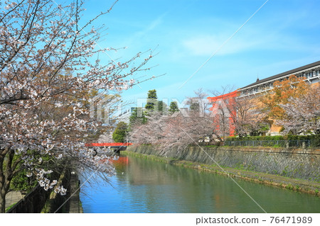 【京都府】晴天下的岡崎櫻花走廊和京都市立美術館 76471989