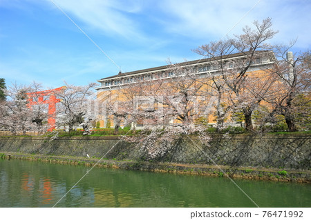 【京都府】晴天下的岡崎櫻花走廊和京都市立美術館 【京都府】晴天下的岡崎櫻花走廊和京都市立美術館 76471992