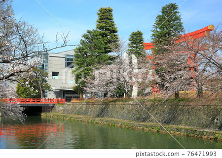【京都】晴天下的岡崎櫻花走廊和平安神宮大鳥居 76471993