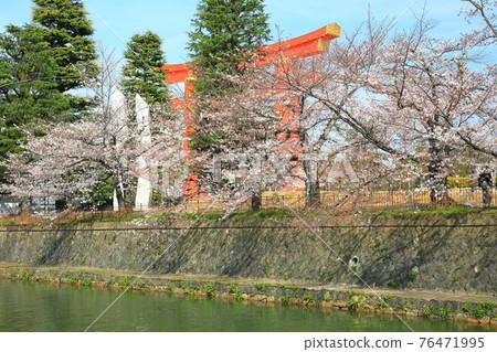 【京都】晴天下的岡崎櫻花走廊和平安神宮大鳥居 76471995