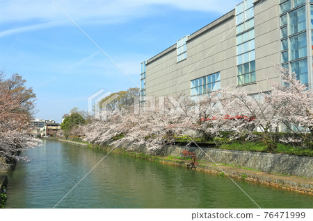 [京都府] 晴天下的岡崎櫻花走廊和京都國立近代美術館 76471999