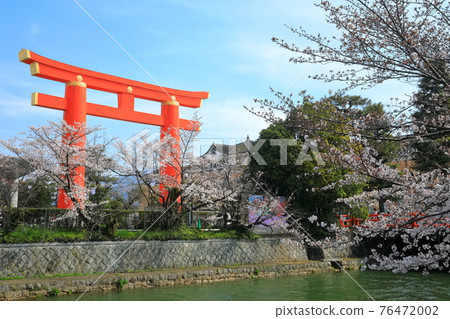 [Kyoto] Okazaki Sakura Corridor and Heian Jingu Otorii under sunny weather 76472002