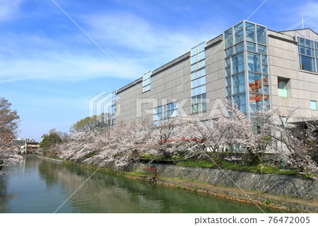 [京都府] 晴天下的岡崎櫻花走廊和京都國立近代美術館 76472005