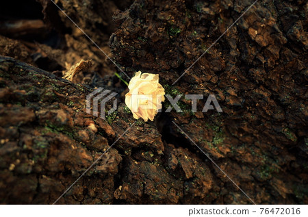 Fallen cherry blossoms are ephemeral and beautiful 76472016