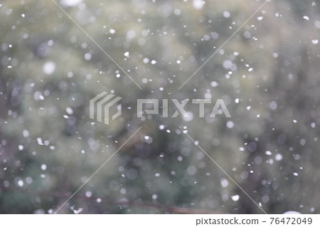 雪在樹的背景下飄揚 76472049