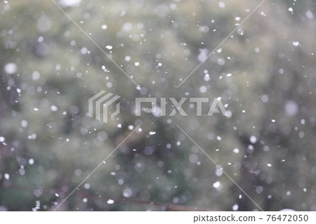雪在樹的背景下飄揚 76472050