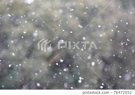 雪在樹的背景下飄揚 76472052