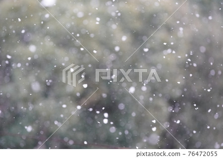 雪在樹的背景下飄揚 76472055