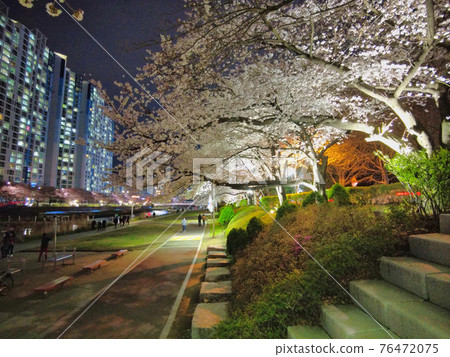Night view of spring oncheoncheon stream, Busan, South Korea, Asia. Night view of spring oncheoncheon stream, Busan, South Korea, Asia. 76472075