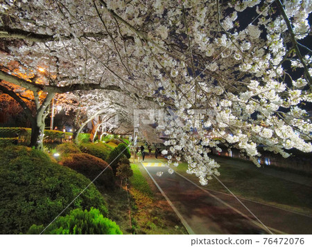 Night view of spring oncheoncheon stream, Busan, South Korea, Asia. Night view of spring oncheoncheon stream, Busan, South Korea, Asia. 76472076