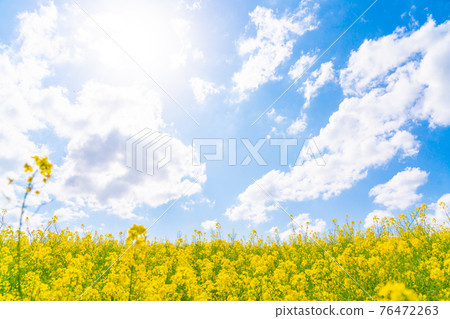 Rape blossoms in full bloom under a deep blue sunny day (April) Rape blossoms in full bloom under a deep blue sunny day (April) 76472263