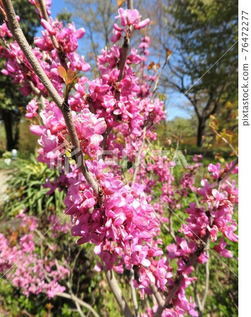 Redbud (Hanasoyoshi) Redbud (Hanasoyoshi) 76472277