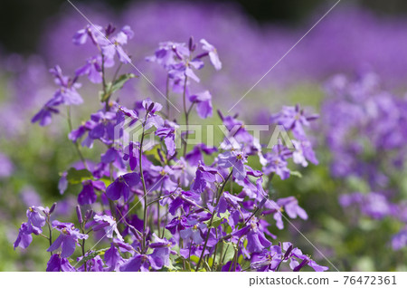 Purple flowers of Murasaki Hanana are in bloom. The scientific name is Orychophragmus violaceus. 76472361